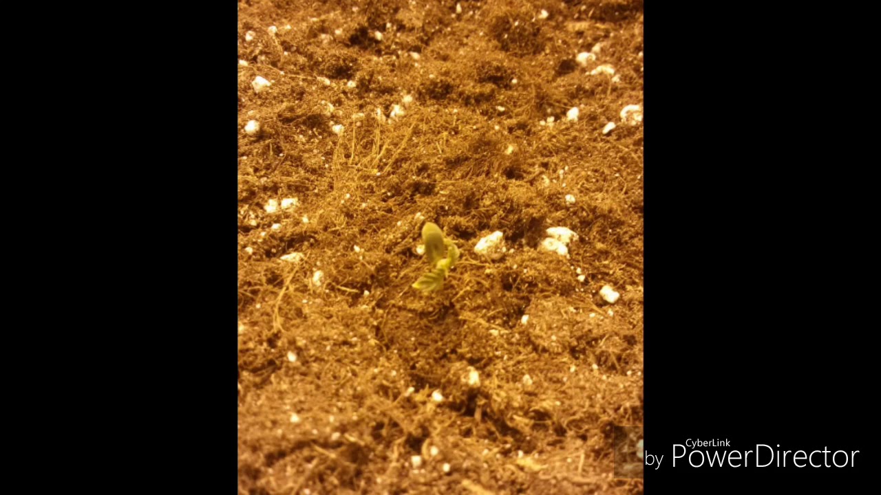Seguimiento Auto Lennon (PiramydSeed)