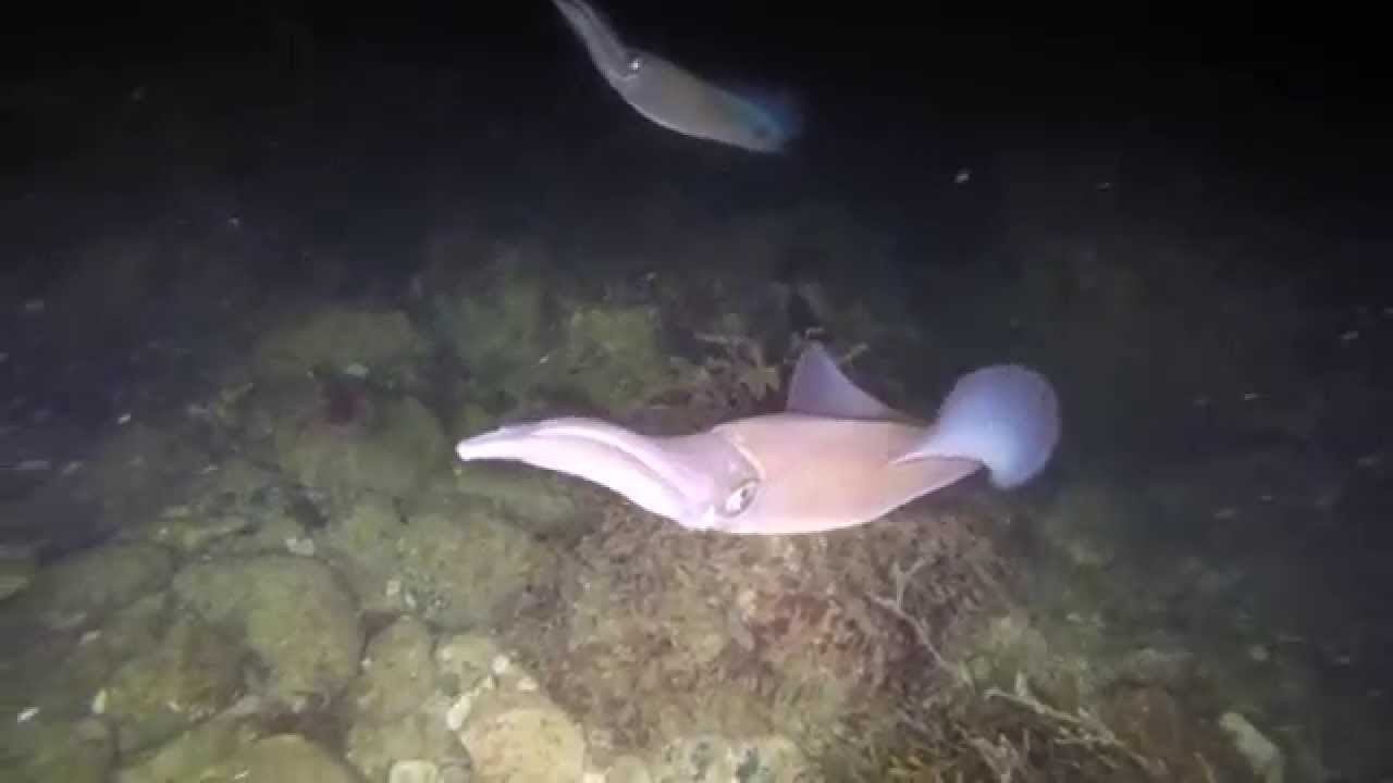 Dorset Sealife: Chesil Cove Underwater 08.04.2015 (Squids on night dive)