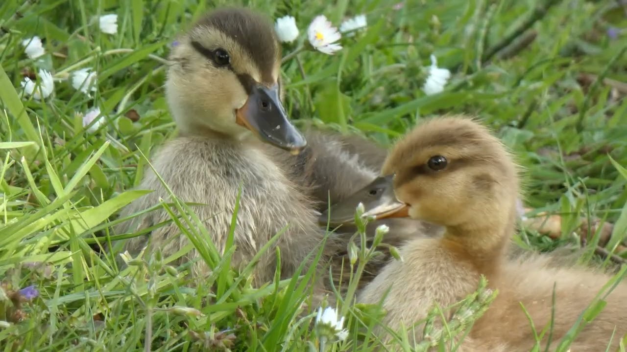 A Mallard year