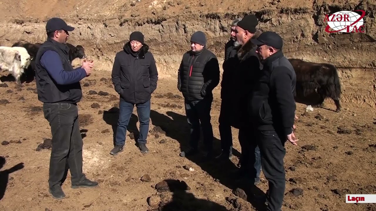 Laçına gətirilmiş yak sürüsünün yerli şəraitə adaptasiya prosesi davam edir