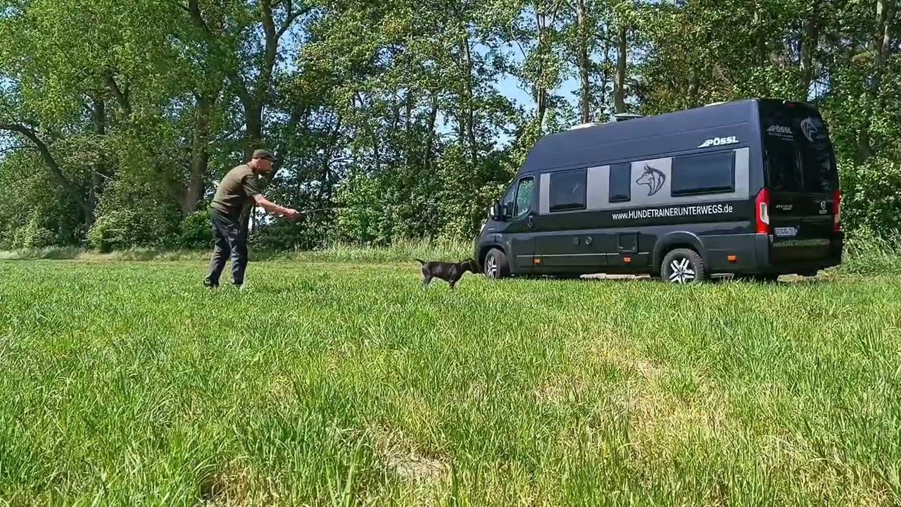 Olaf, 12 Wochen (Deutsch Drahthaar), und das Vorstehen an der Reizangel 😀