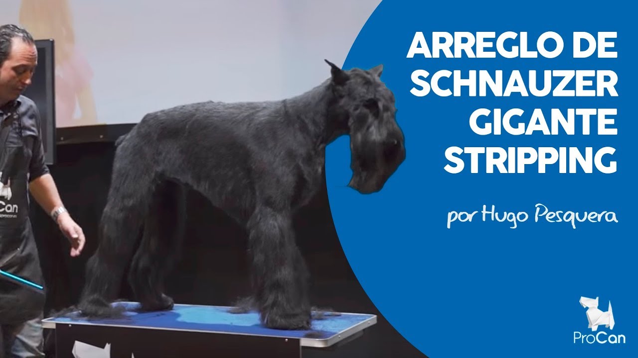 Técnica de Stripping | Peluquería canina | Escuela ProCan | Hugo Pesquera