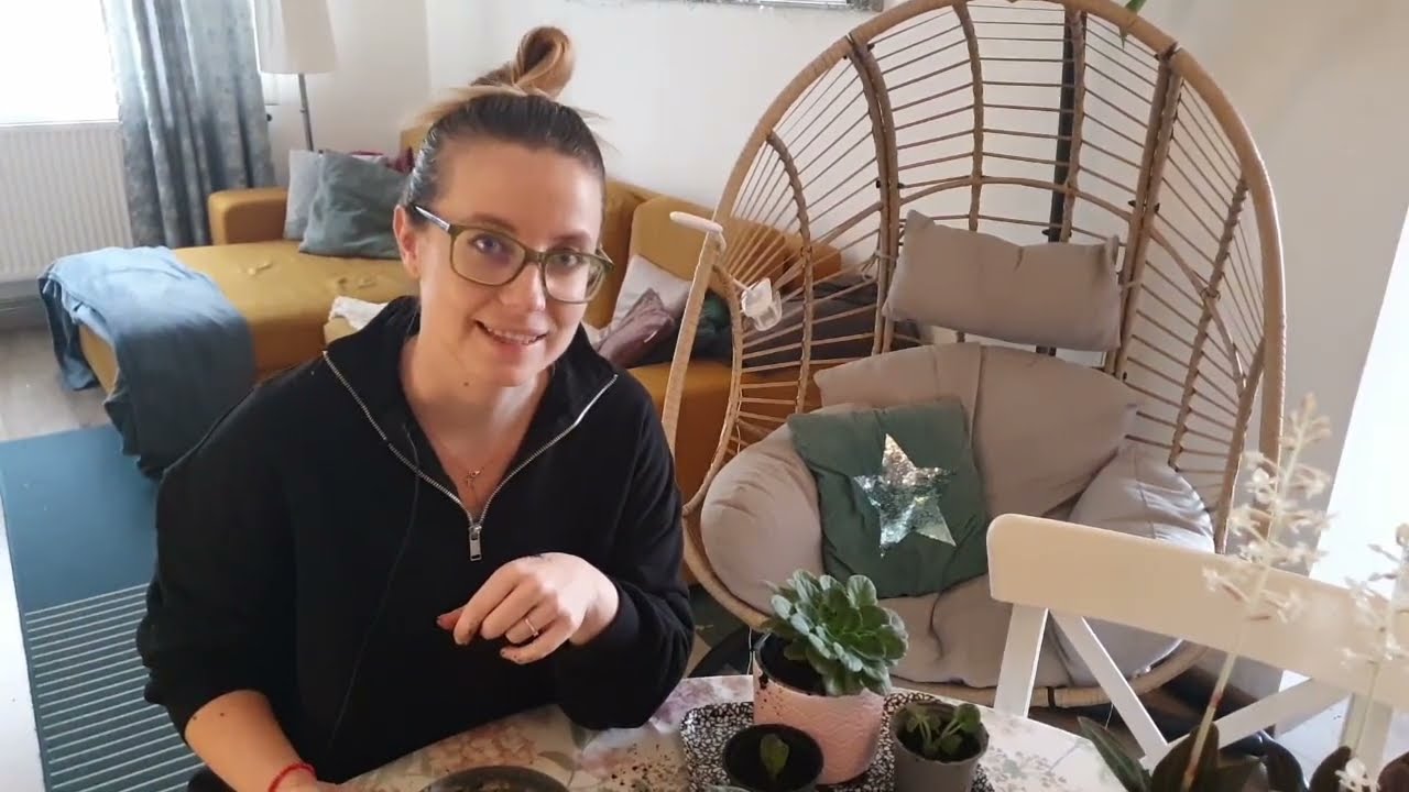 Fokföldi ibolya szaporítása egyszerűen házilag