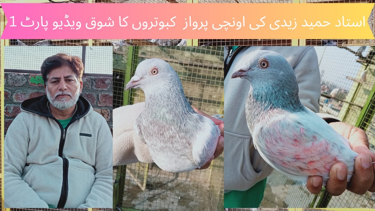 Ustad Hameed Zaidi ke High fly Pigeons Ka Shoq Video Part 1