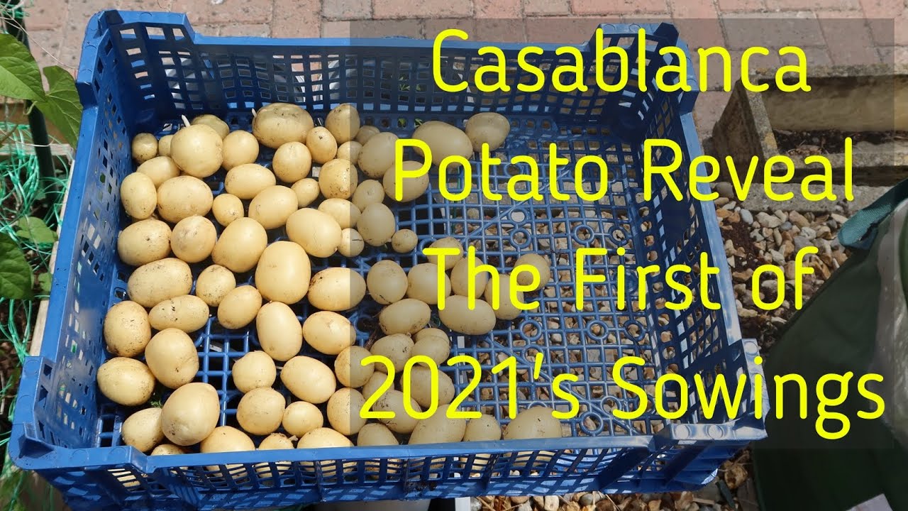 Casablanca First Early Potato Reveal | New Potatoes!