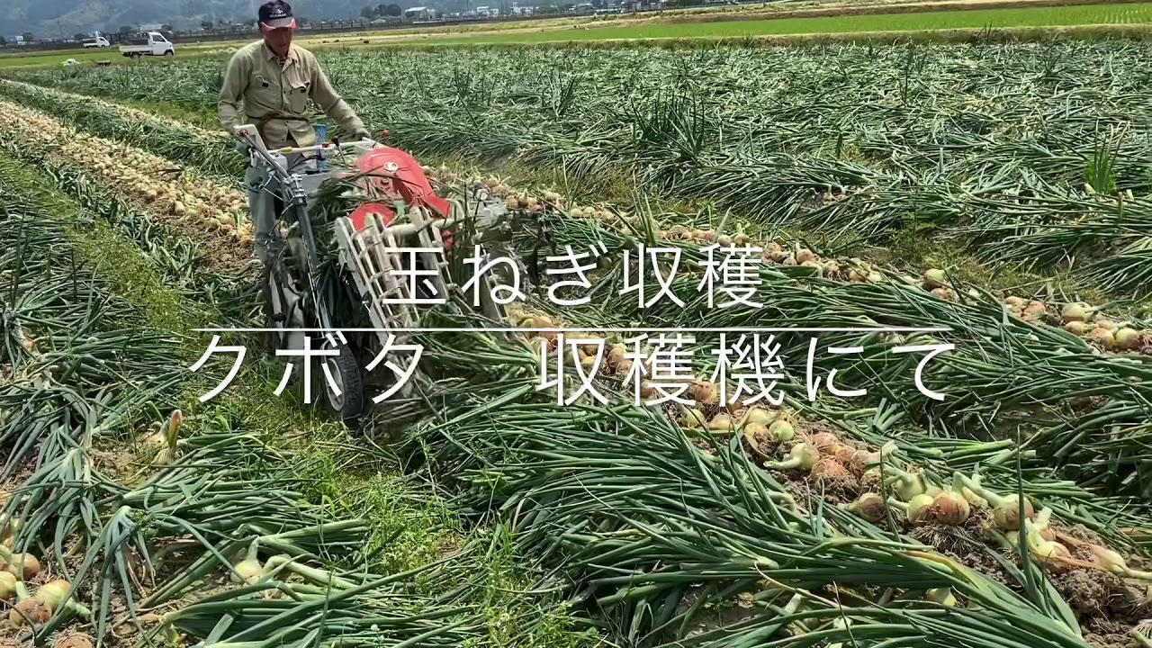 玉ねぎ収穫　クボタ収穫機にて