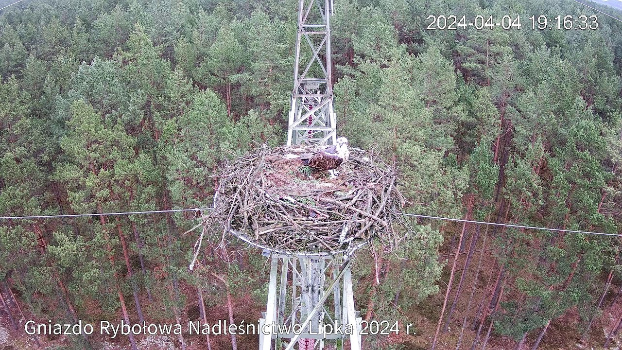 Rybołowy Online Nadleśnictwo Lipka 2024 (PL) / Ospreys Online Forestry Lipka 2024 (PL)
