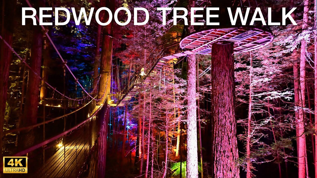 🌲 Experience the Magic of Redwoods Treewalk & Nightlights | Rotorua, New Zealand 🌌