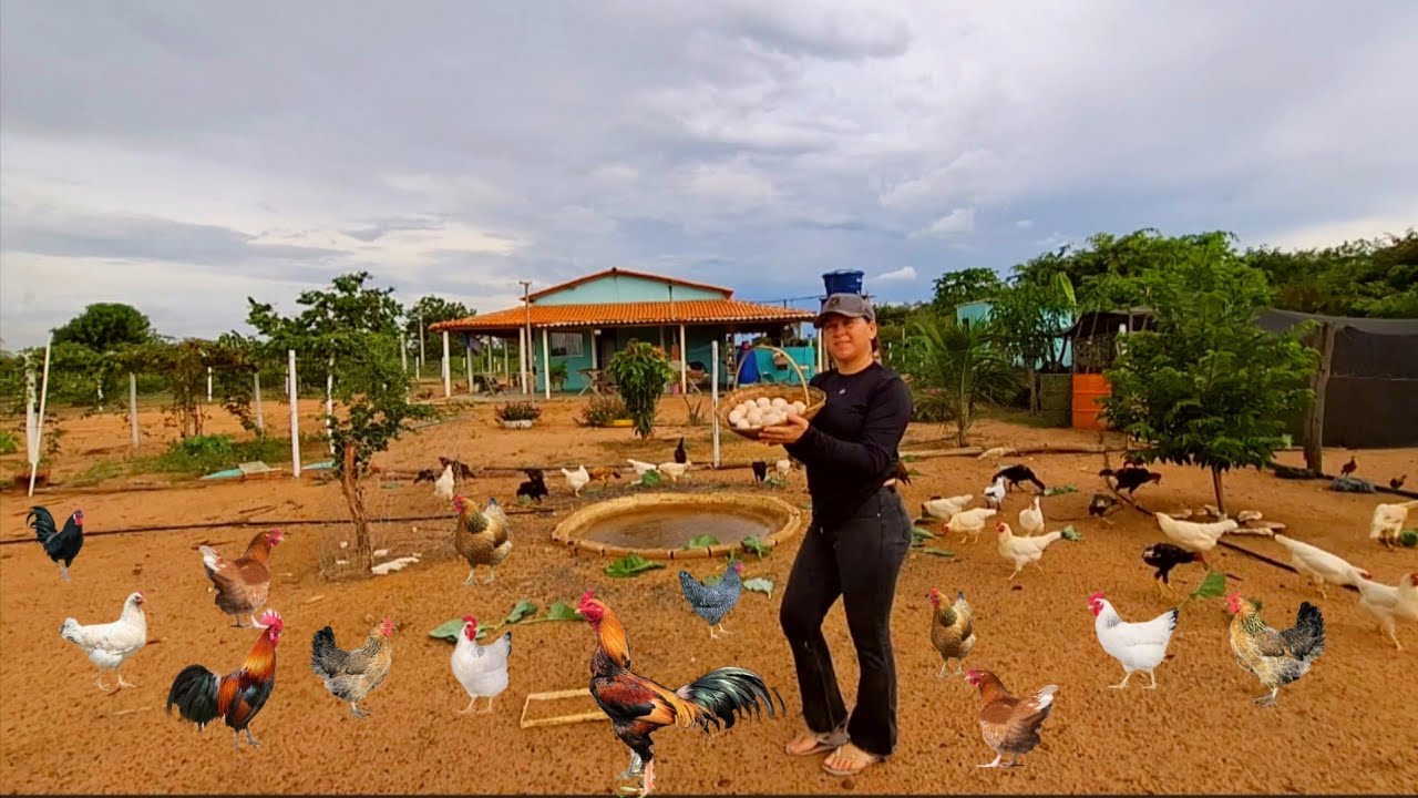 VIVEMOS EM UM PARAÍSO MUITA CHUVA 🌧 Fartura galinha dangola codorna patos sítio da dona Cris #asmr 