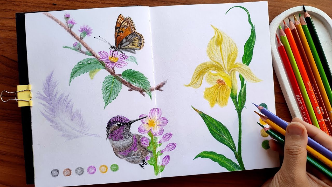 🌿Nature Illustration With Colored Pencils Bird and Butterfly _ Relaxing Art Therapy Session 🕊️🌸