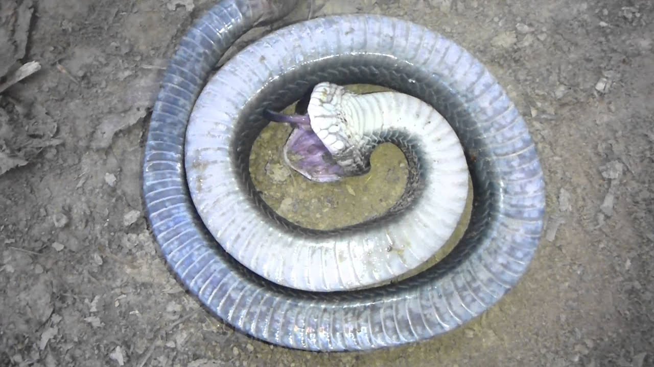 Hognose snake playing dead