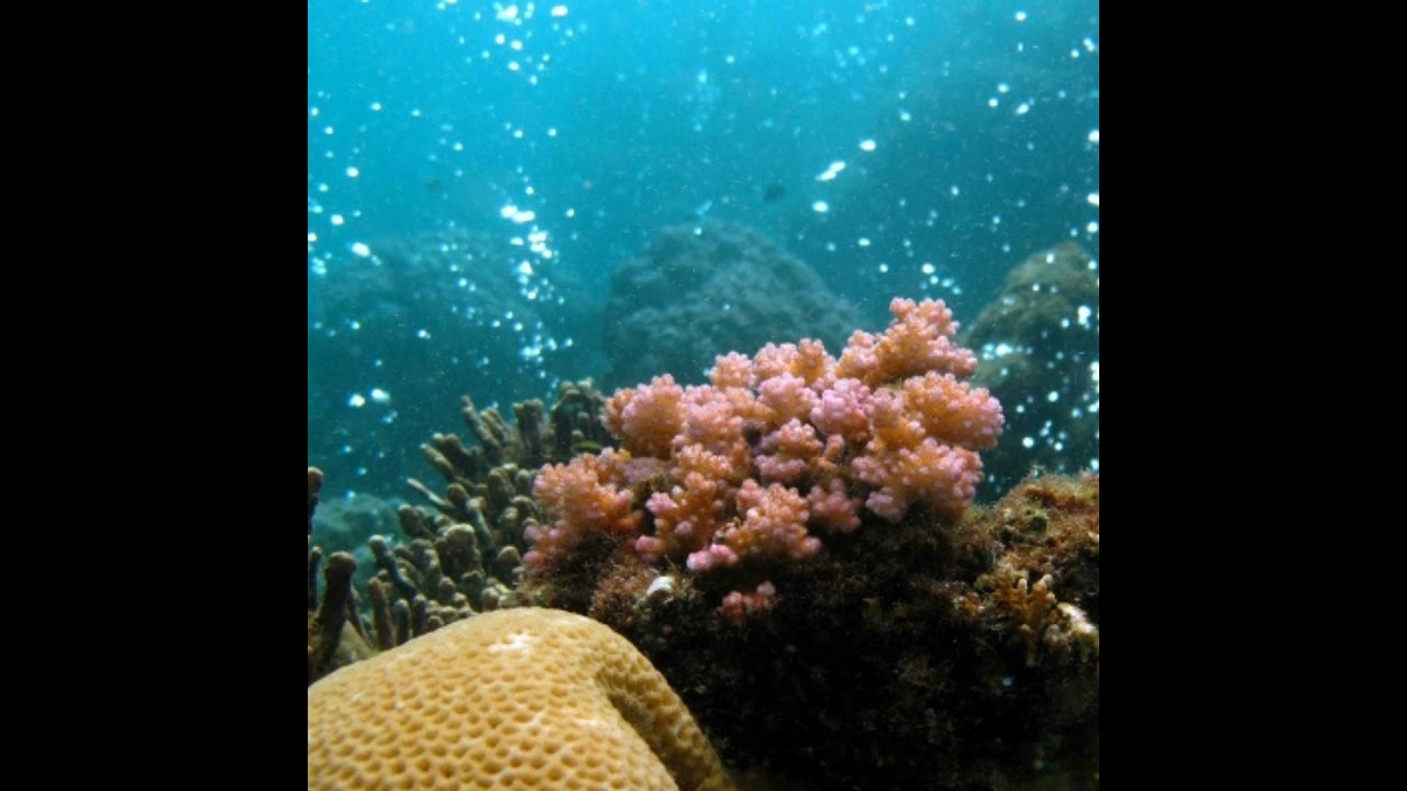 S3 E2: Dissolving Coral: Ocean Acidification and the Future of Coral Reefs