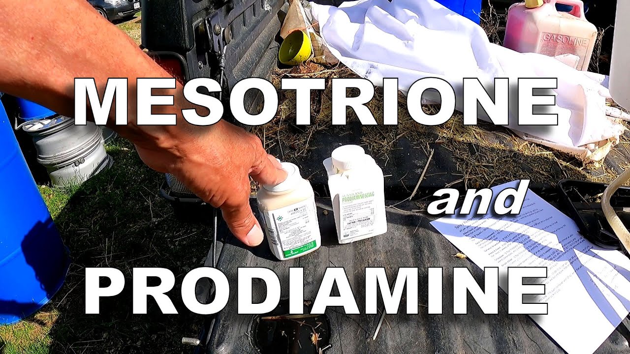 Spraying Mesotrione and Prodiamine Together and Separately