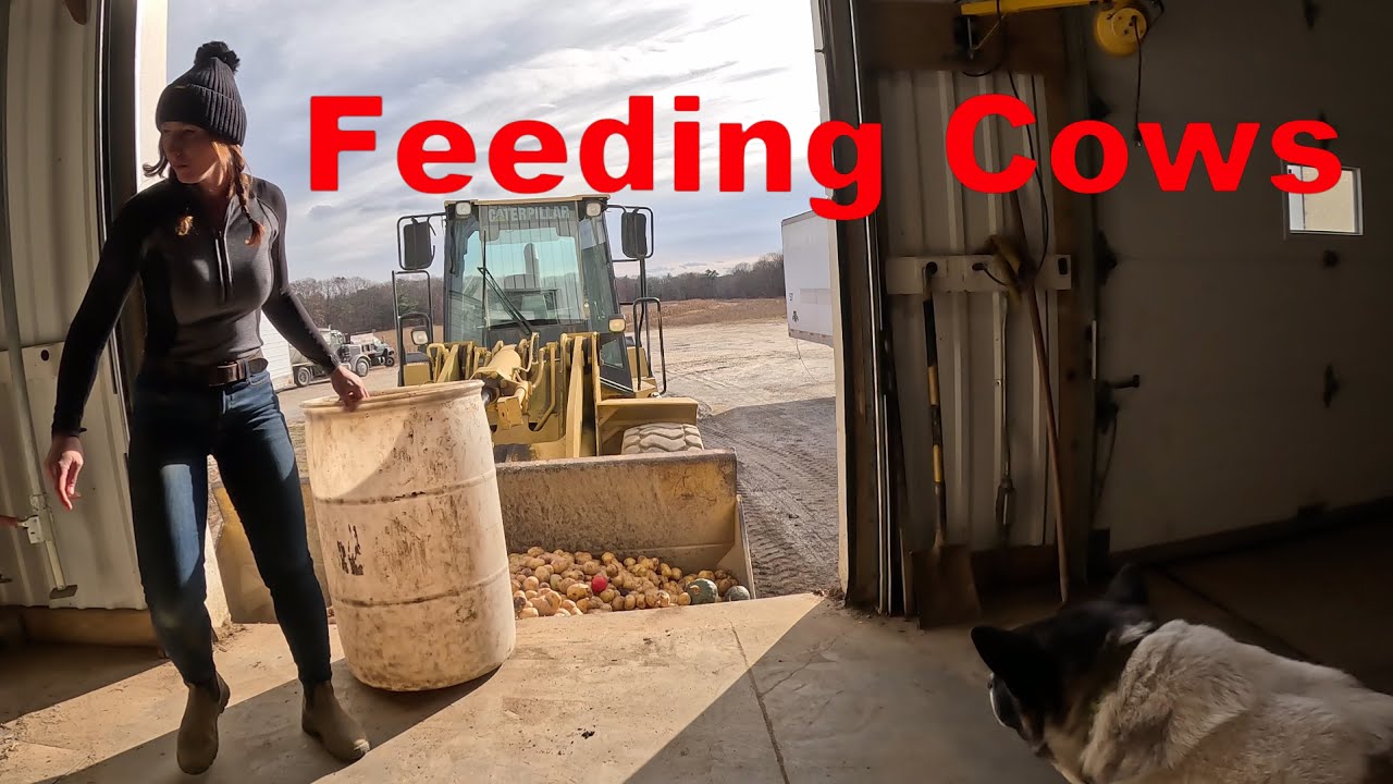 Feeding Cows Potatoes