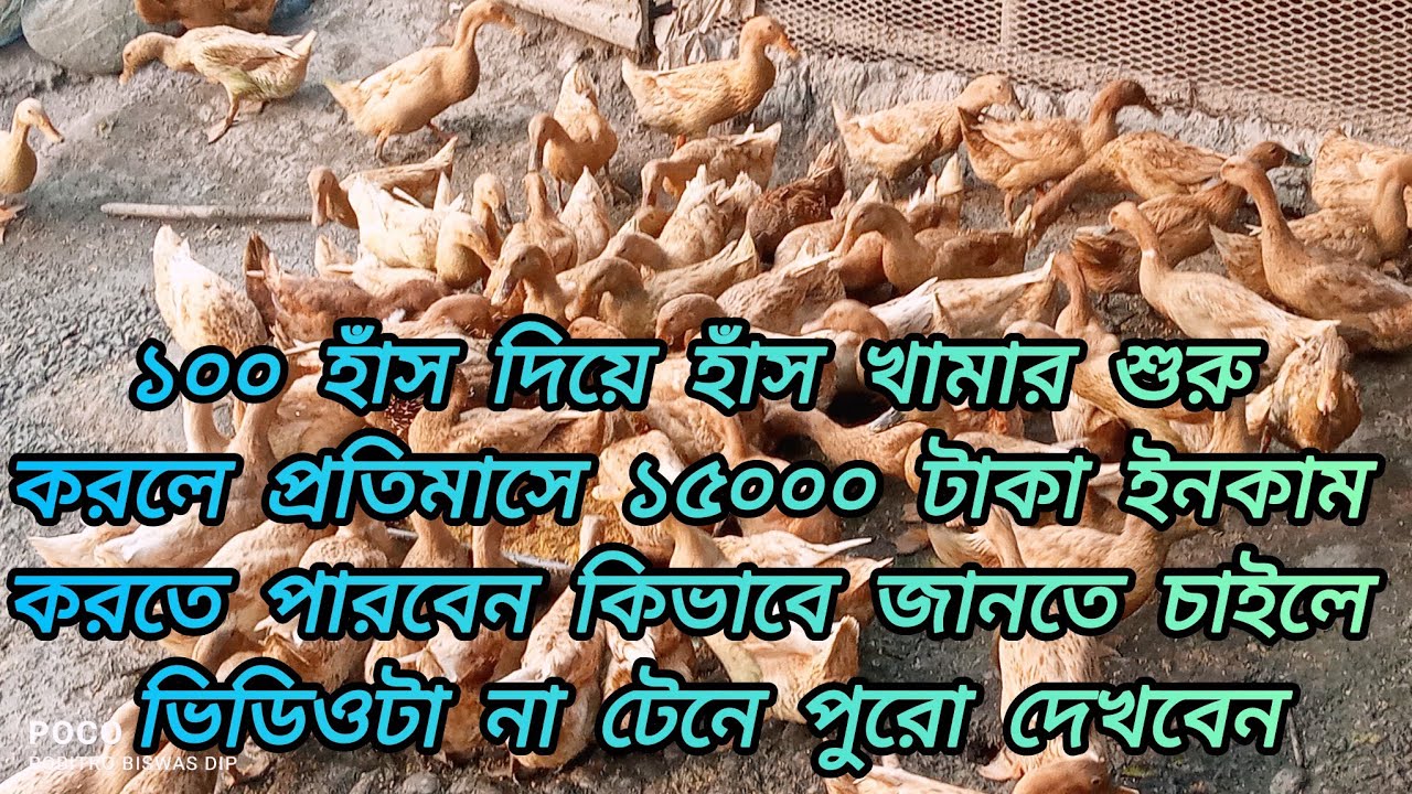 ১০০ হাঁস দিয়ে হাঁস খামার শুরু করলে প্রতিমাসে ১৫০০০ টাকা ইনকাম করতে পারবেন।কিভাবে জানতে চাইলে ভিডিওটা