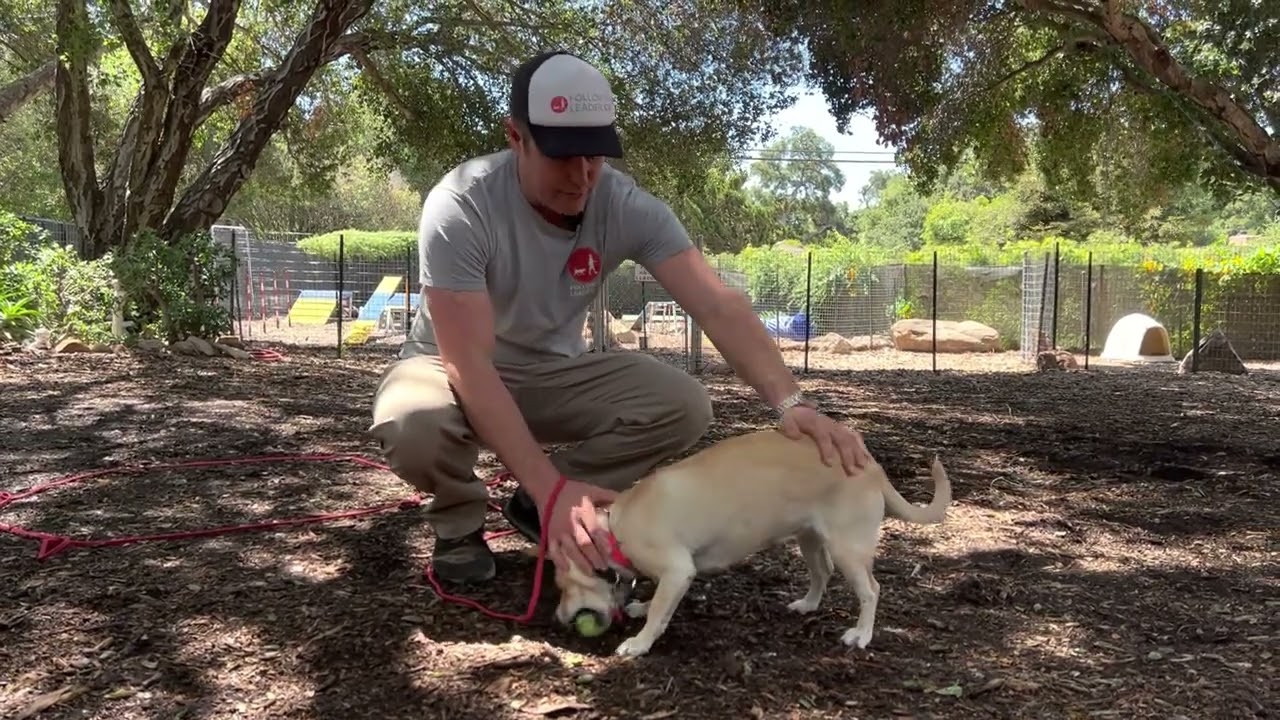 How to have a structured play session with your dog