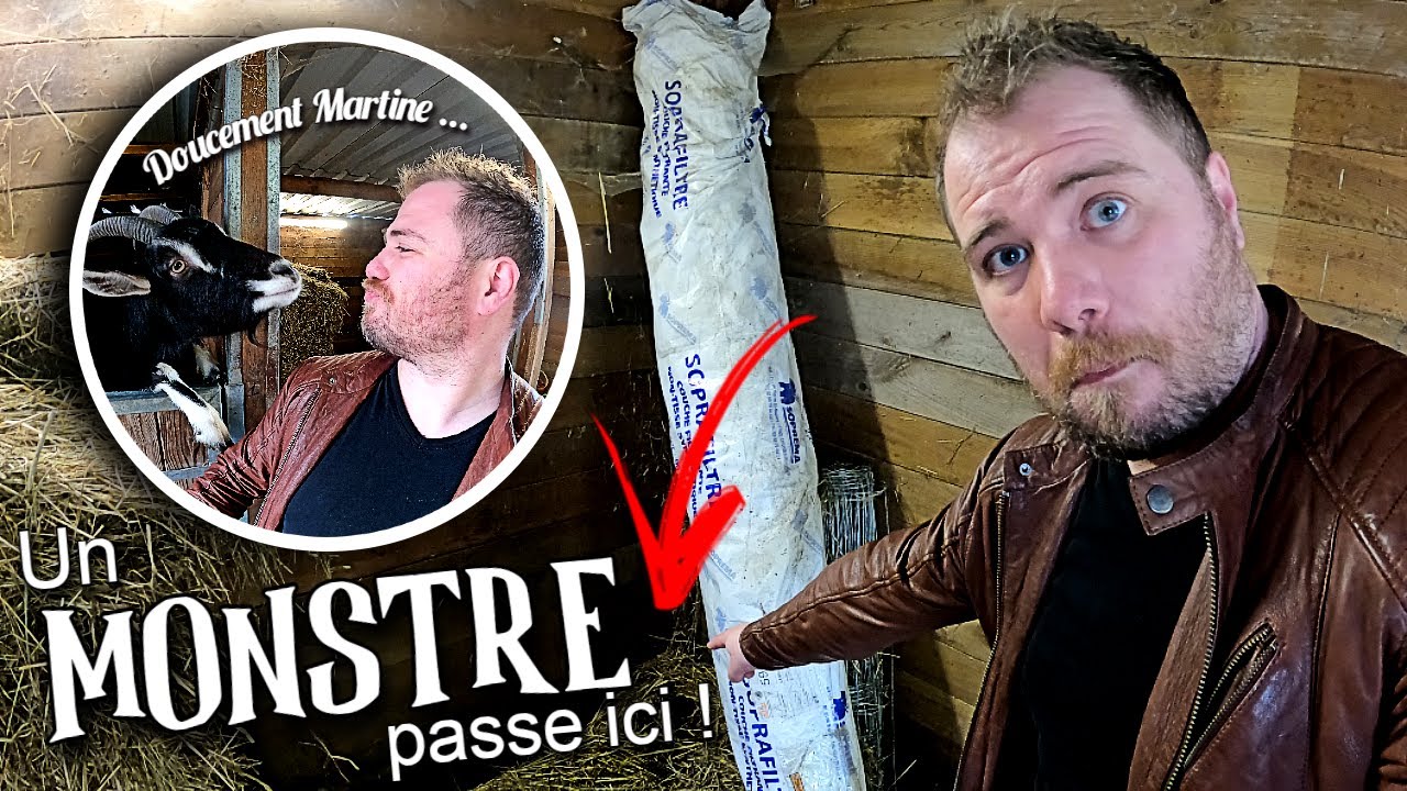 Infestation de RATS dans une petite ÉCURIE !