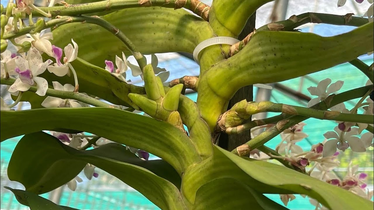 Lan rừng bình thuận sáng ngày 6-11 LH 036.928.2043 Ngọc điểm đột biến Hoa phân nhánh Mua 1 tặng 1 