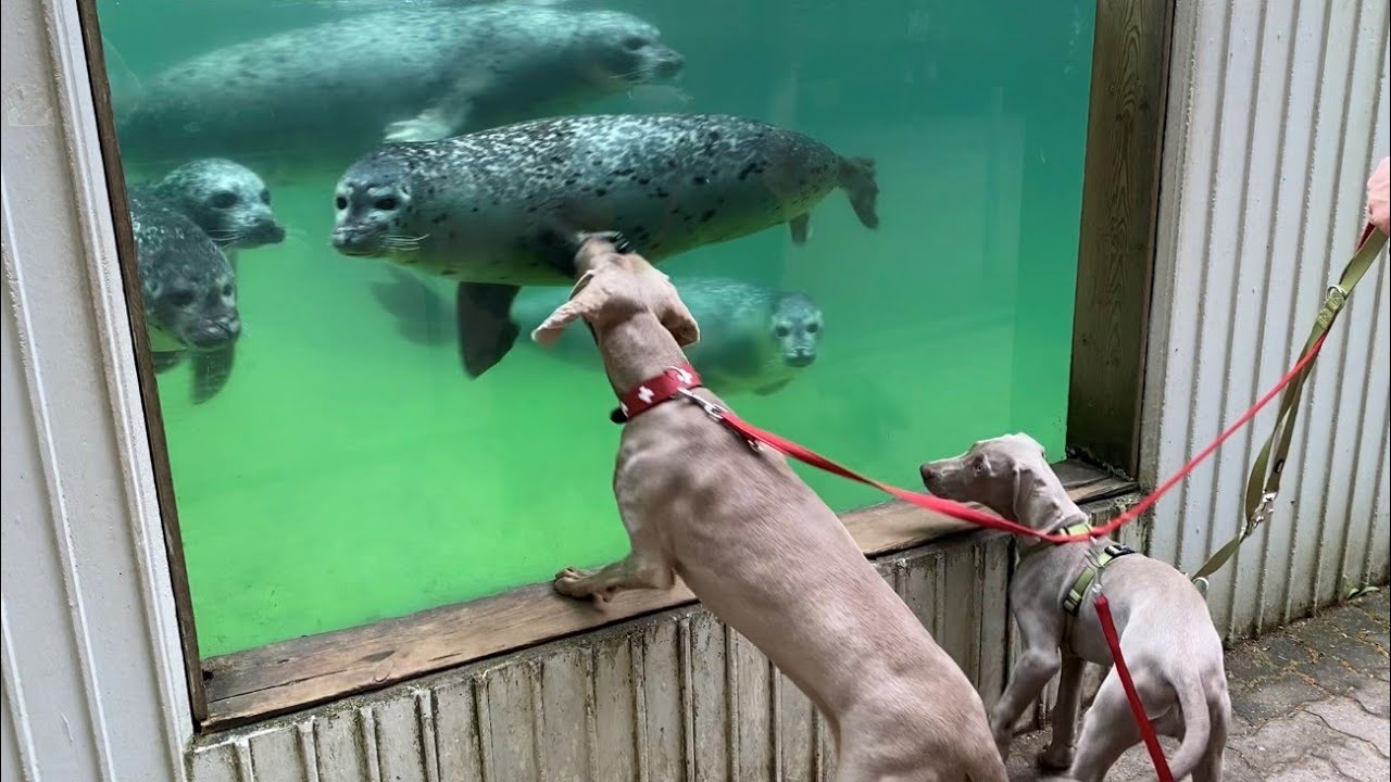 Die Weimaraner Welpen - Woche 17 Im Tierpark