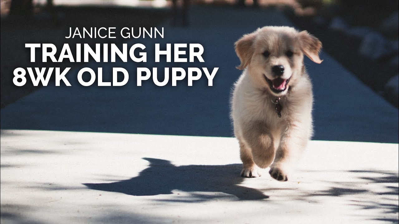 8 Week Old Puppy Training - Janice Gunn