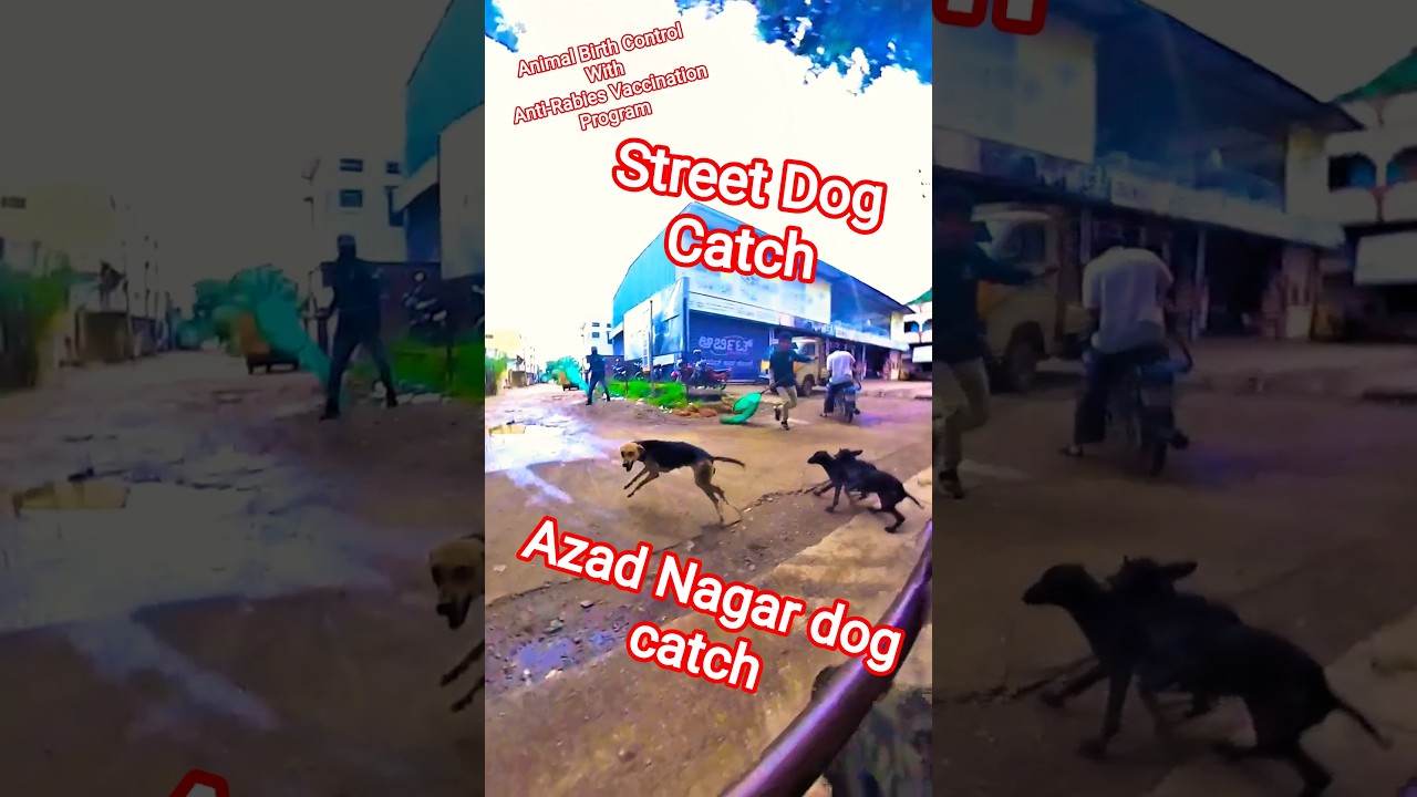 Azad Nagar Dog Catch in india #streetdogrevival #dog #dogshorts #ytviral #new