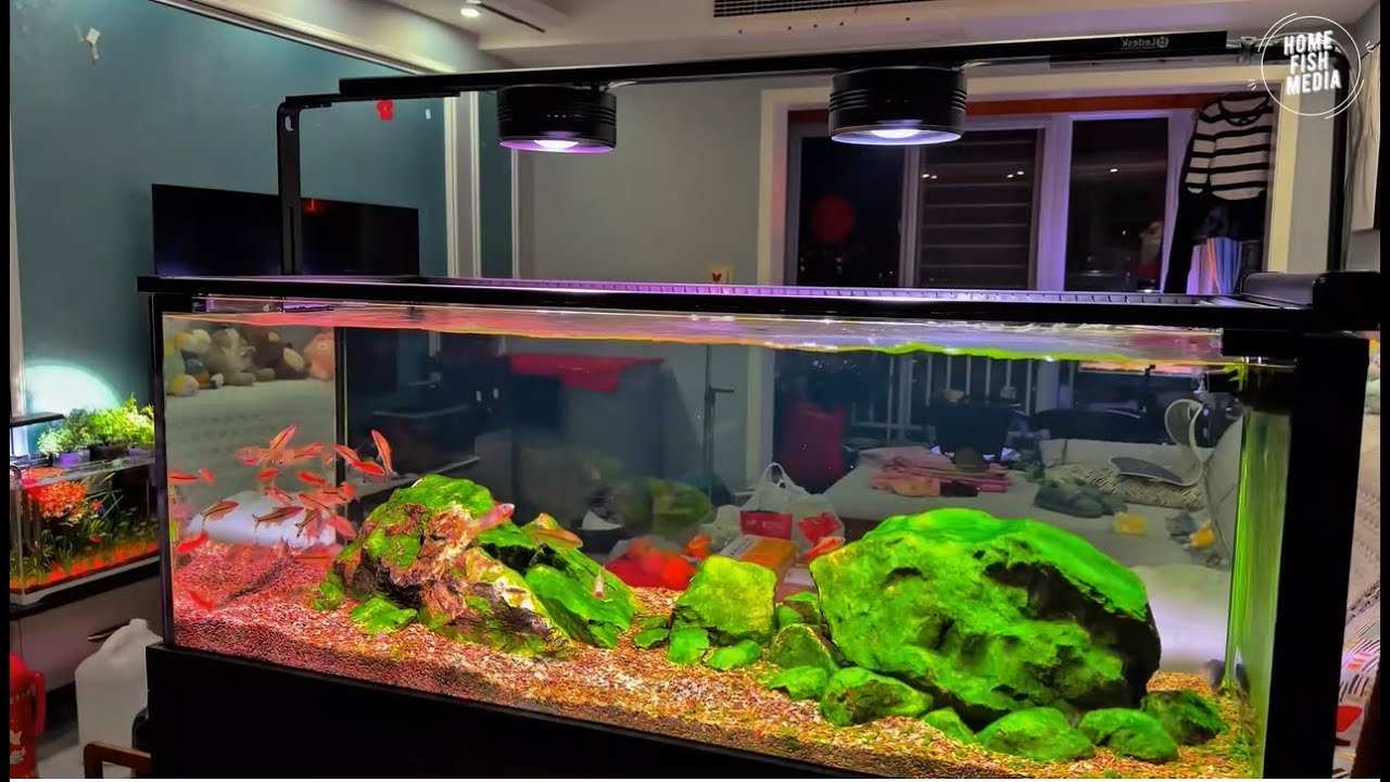 Stunning Aquarium Fish Tank | Calm, Colorful Fish & Water Sounds