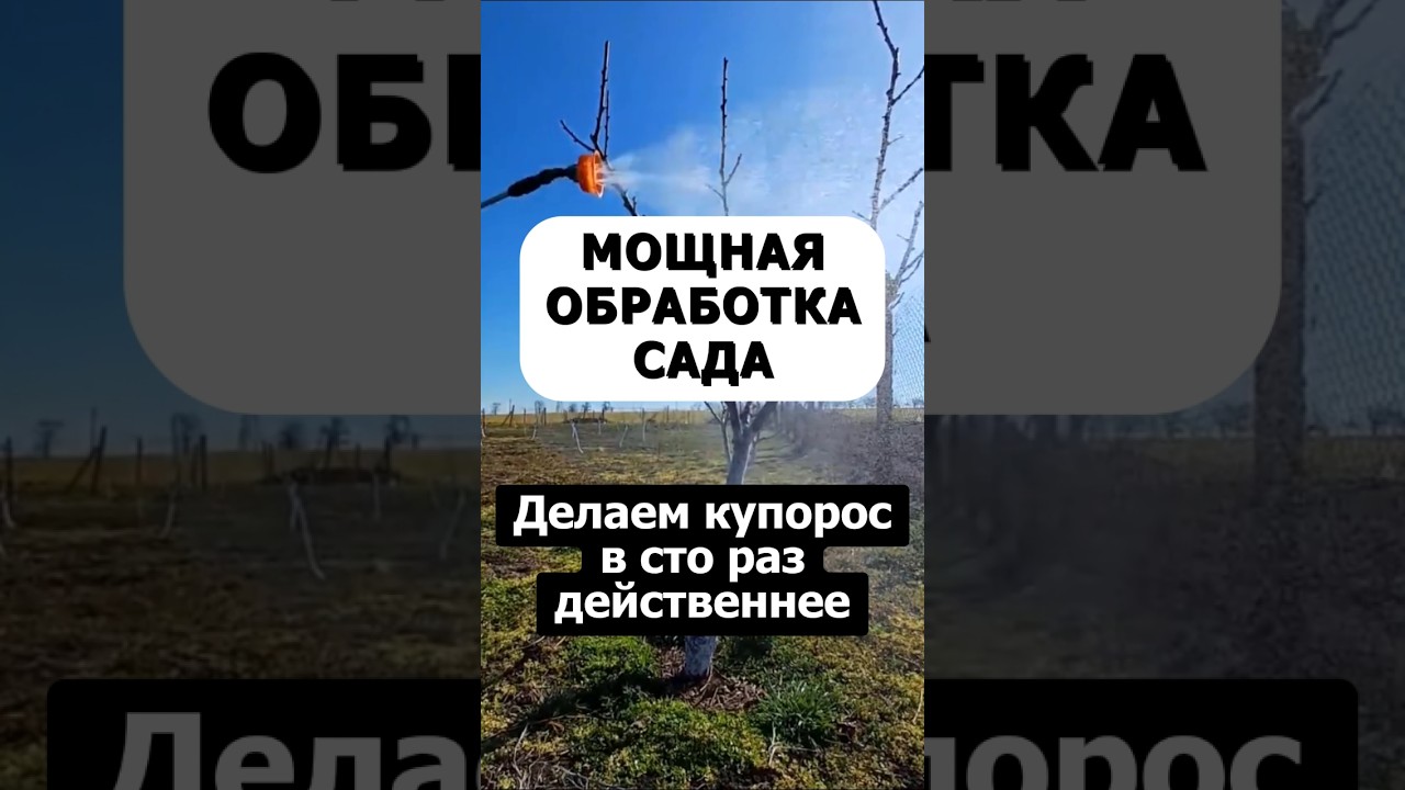 Сильнейшая обработка сада осенью. Медный купорос будет в сто раз мощнее #сад #огород #дача #лайфхак