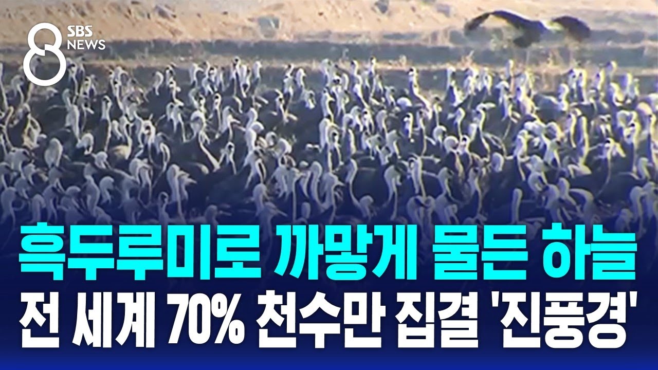 흑두루미로 까맣게 물든 하늘…전 세계 70% 천수만 집결 '진풍경' / SBS 8뉴스