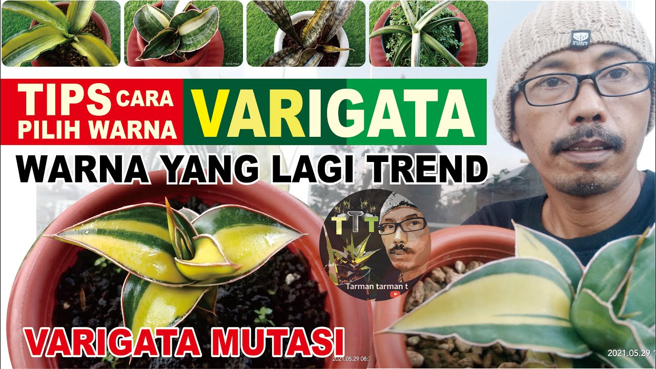 VARIGATA ALAMI || TIPS CARA PILIH WARNA VARIGATA || Sansevieria Varigata || VARIGATA BAGUS & SOLID