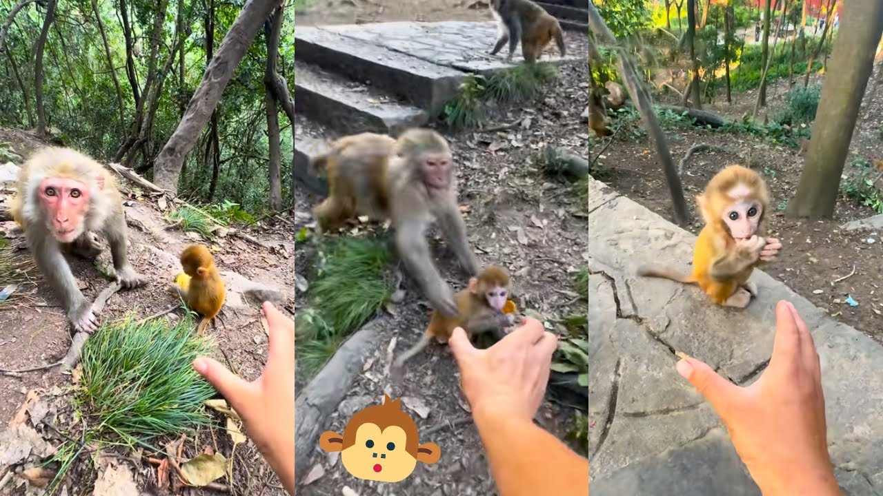 The mother monkey protected her baby very carefully and did not let anyone touch baby monkey