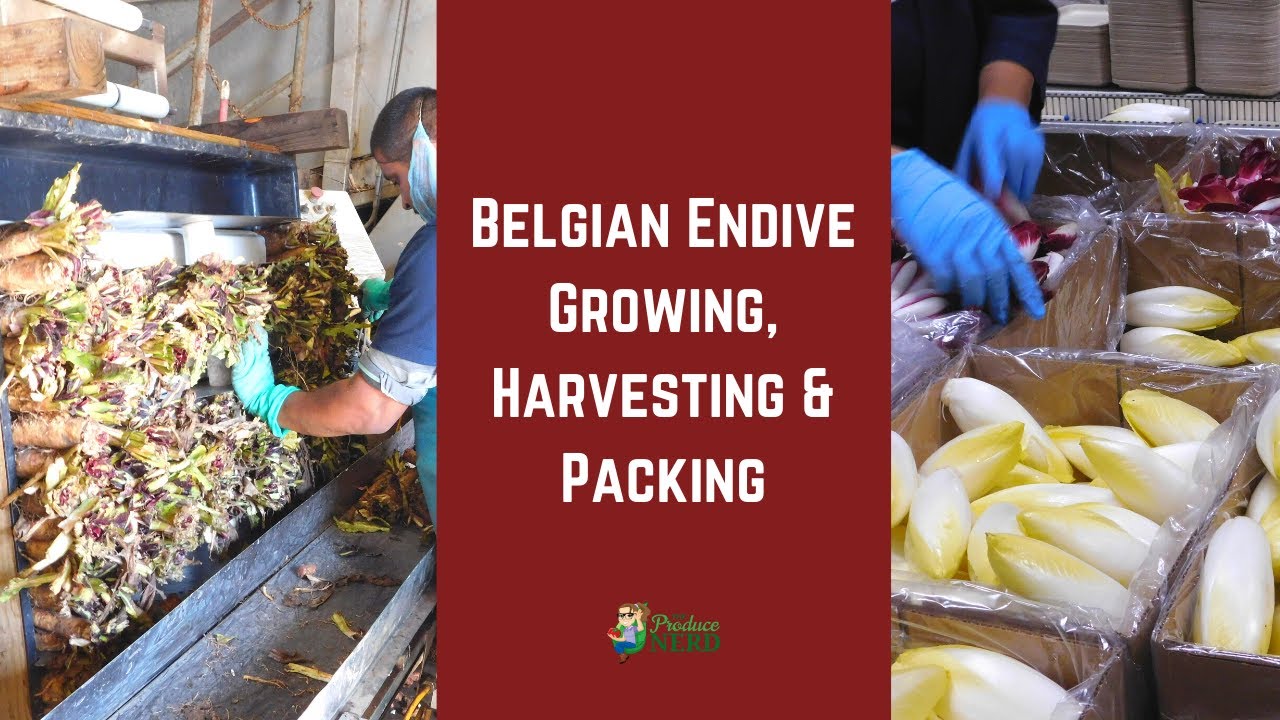 Belgian Endive Growing, Harvesting & Packing (in California)