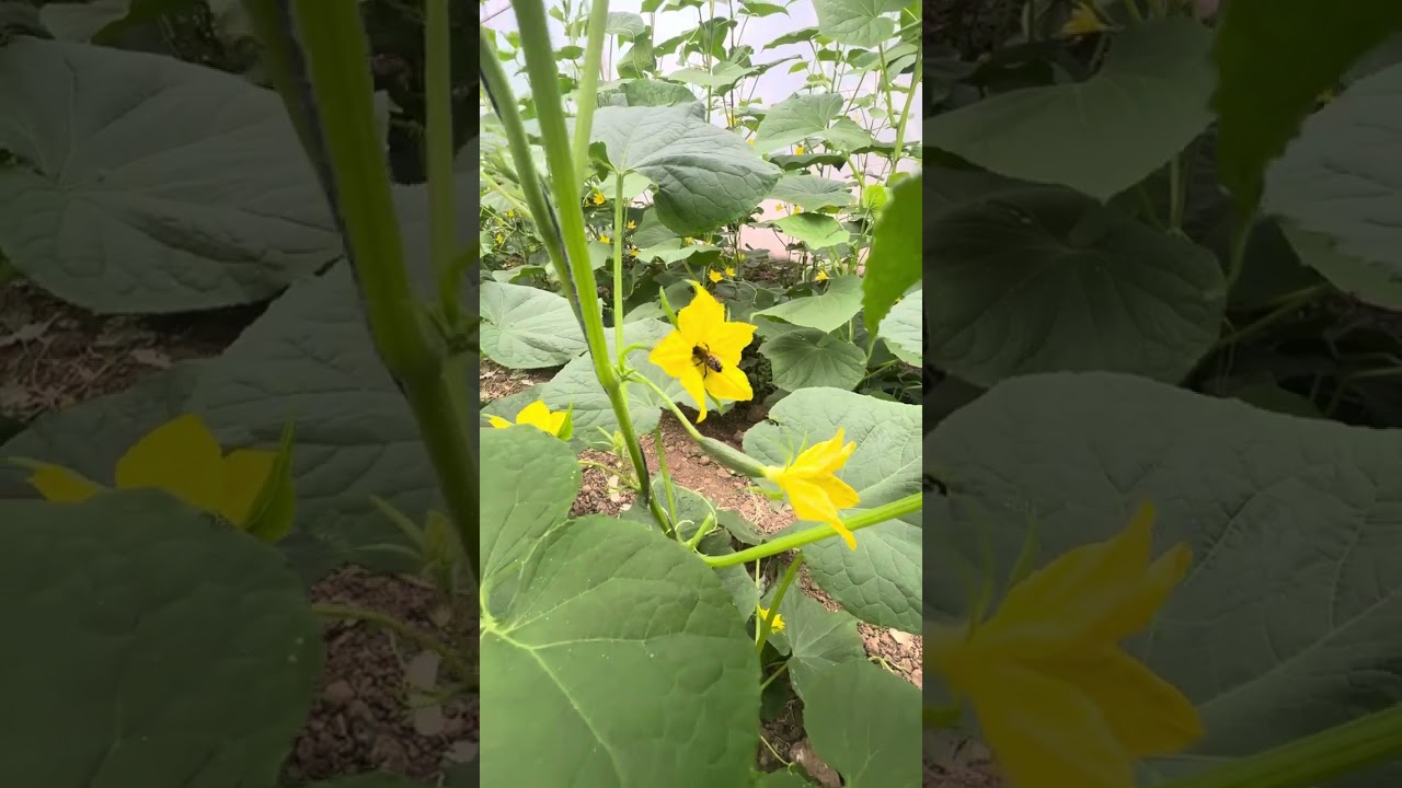 Hıyar trips kırmızı örümcek kontrol #cucumber #sera #hıyar #agricultura #harvesttime #ziraat #çiftçi