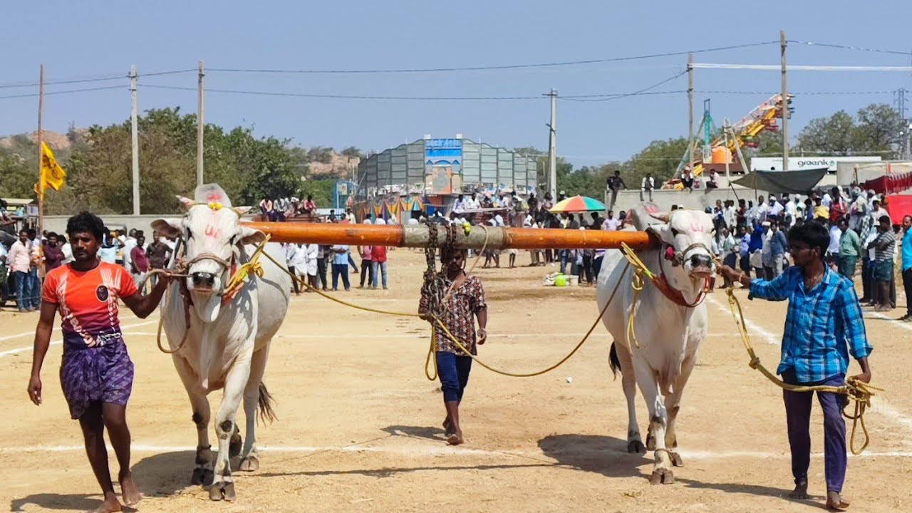 కాలువ బుగ్గ న్యూ కేటగిరి విభాగంలో 2వ జత