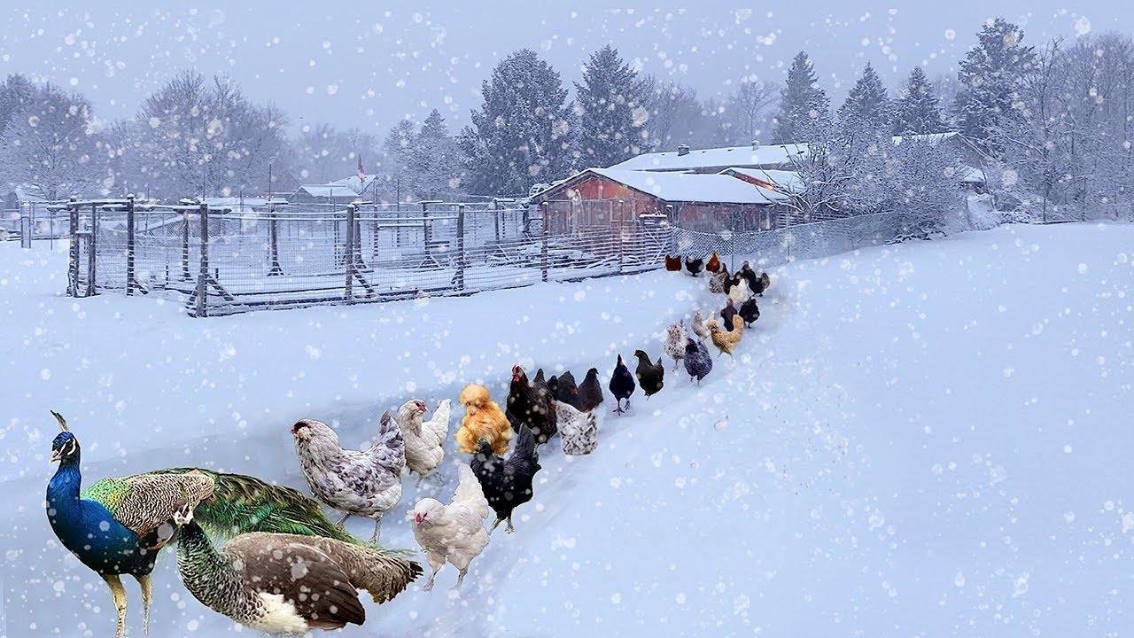 First Winter Snow ❄️ Cozy Living, Organic Meals & Life with My Animals