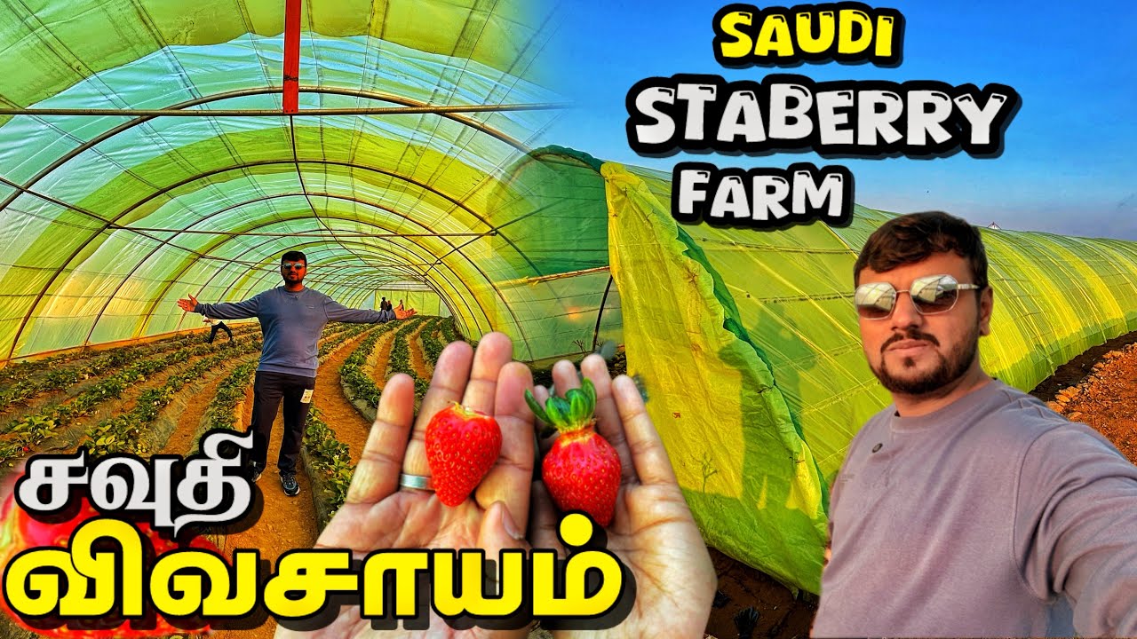 சவுதி staberry விவசாயம் Abha place to visit in saudi Tamil vlog Ep-3 irfanviews