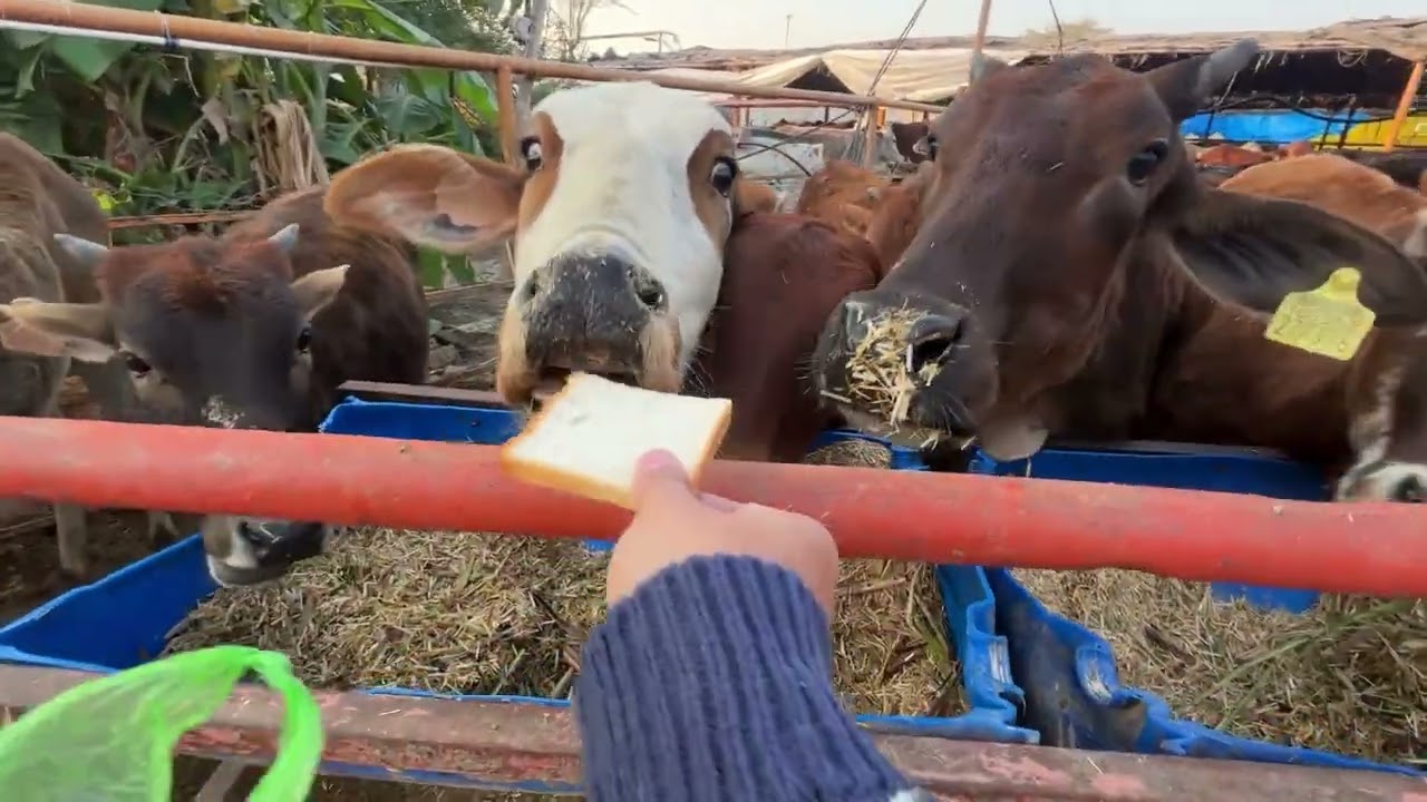 Day 57 | Daily Gau Mata Seva 🐄🙏 | Discipline Over Motivation | 90 Days Gau Shala Challenge