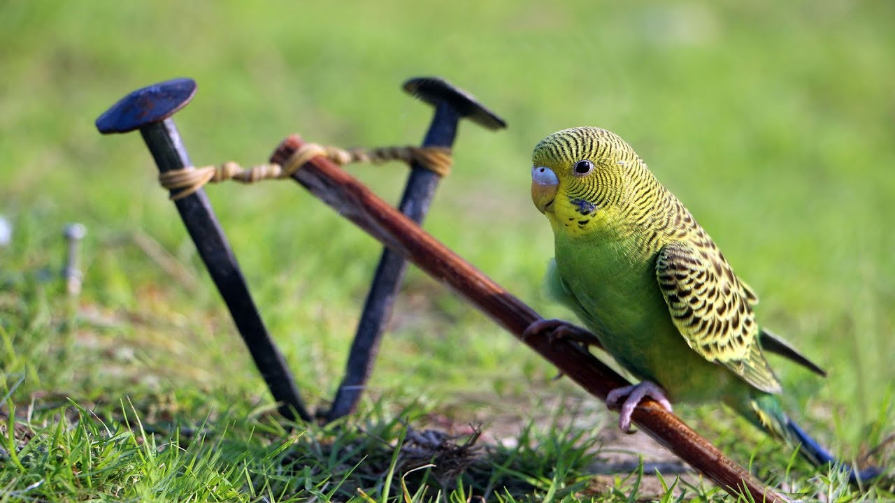 DIY Easy Bird Trap using Primitive Technology by Smart Kids !