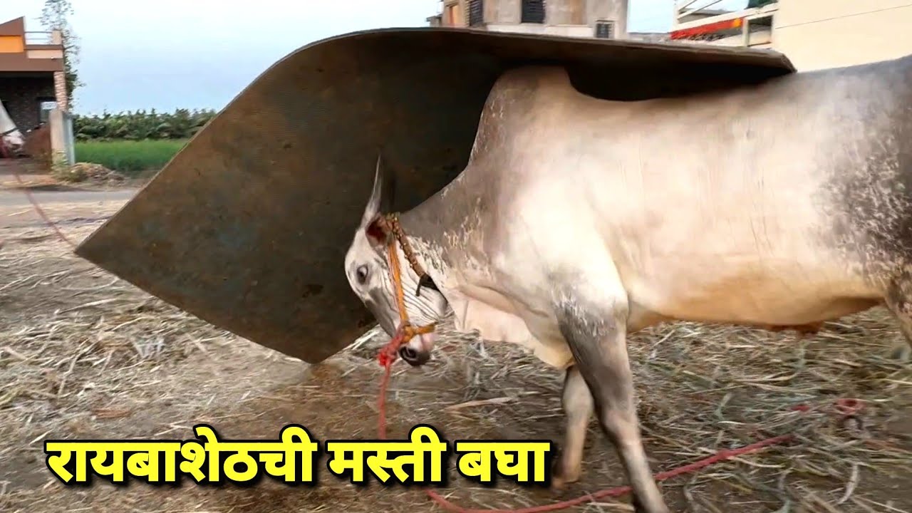 आपल्या रायबाशेठ  मस्ती बघा 🥰 | Bailgada Sharyat |