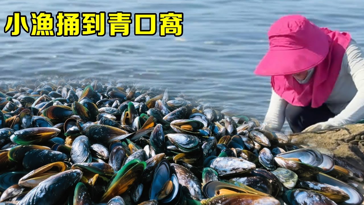小漁無人島趕海，不料竟捅到青口窩，狂撿爆筐實現海鮮自由【漁小仙】