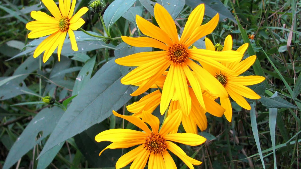 STARVED ROCK, MATTHIESSEN, & BUFFALO ROCK STATE PARKS