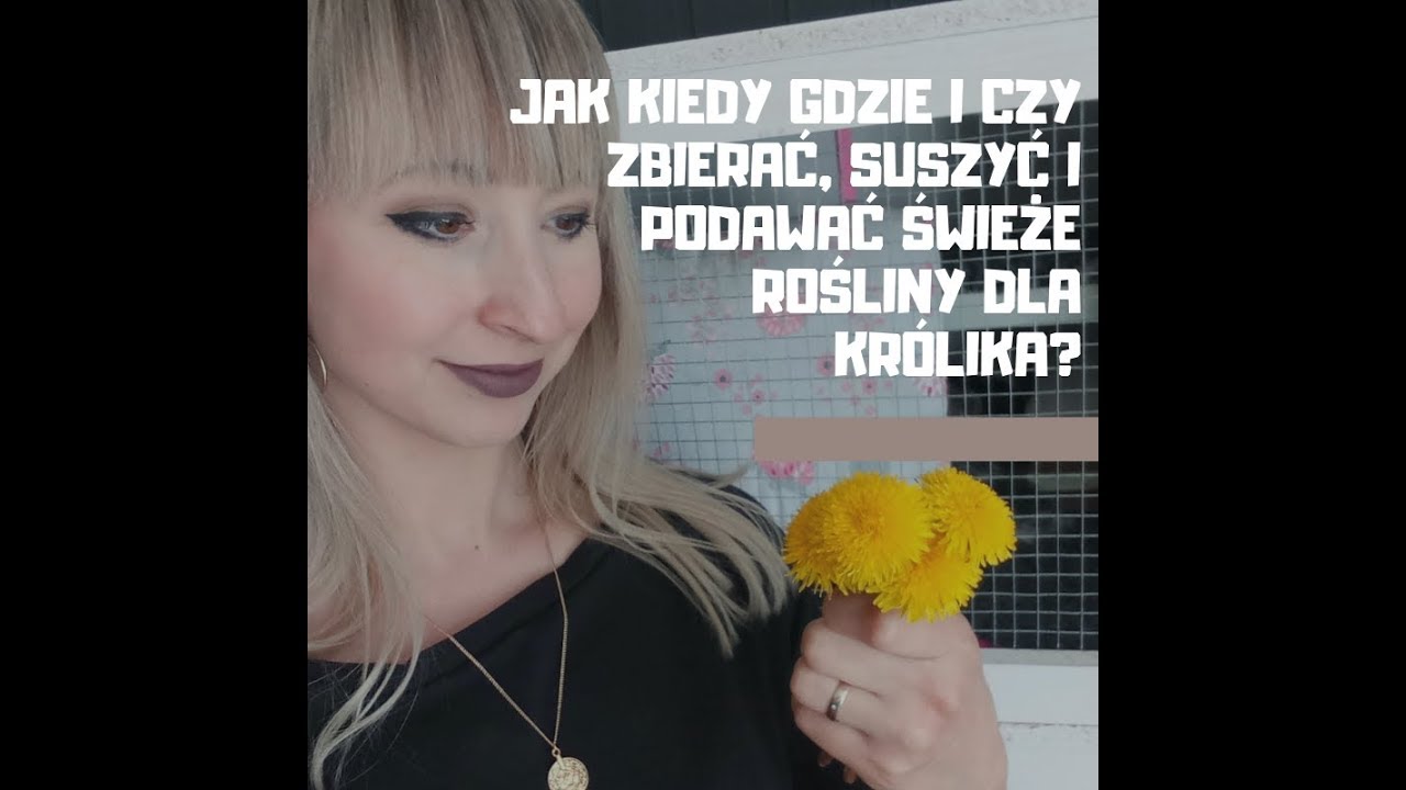 Jak kiedy gdzie,czy zbierać, suszyć i podawać świeże rośliny dla królika