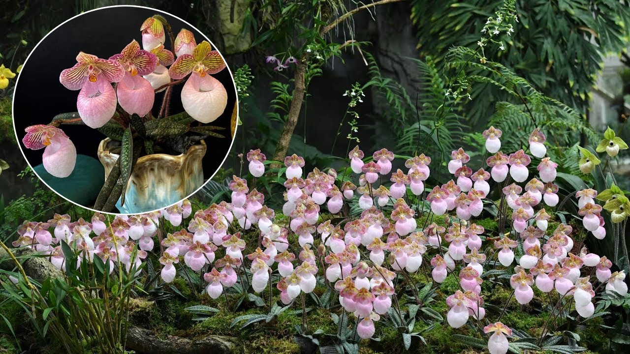 Как вырастить орхидею Paphiopedilum micranthum в горшках дома