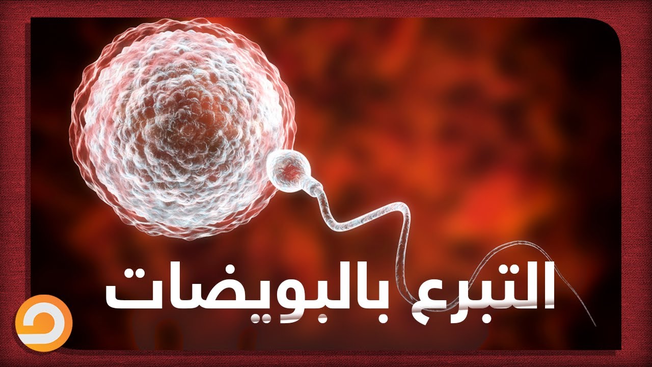 حكم التبرع ببويضات المرأة؟.. الشيخ عصام يُجيب