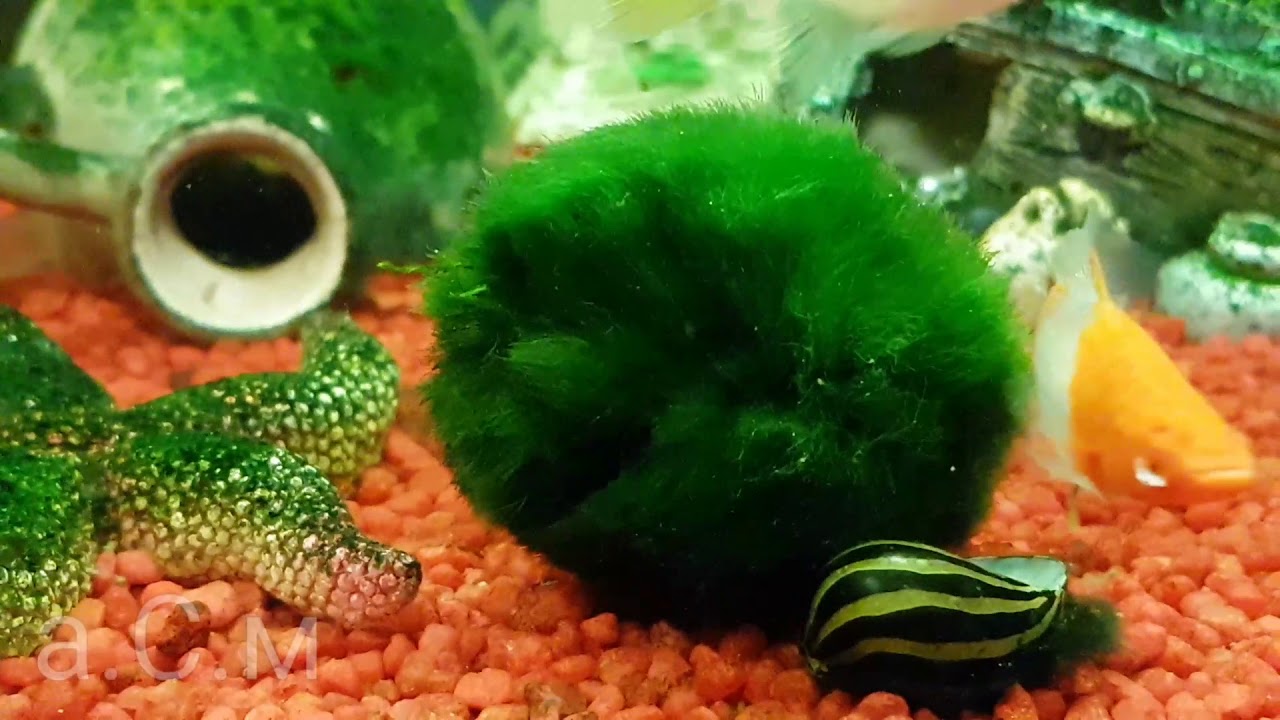 Cladophoraceae Кладофора егагрофила а.С.м