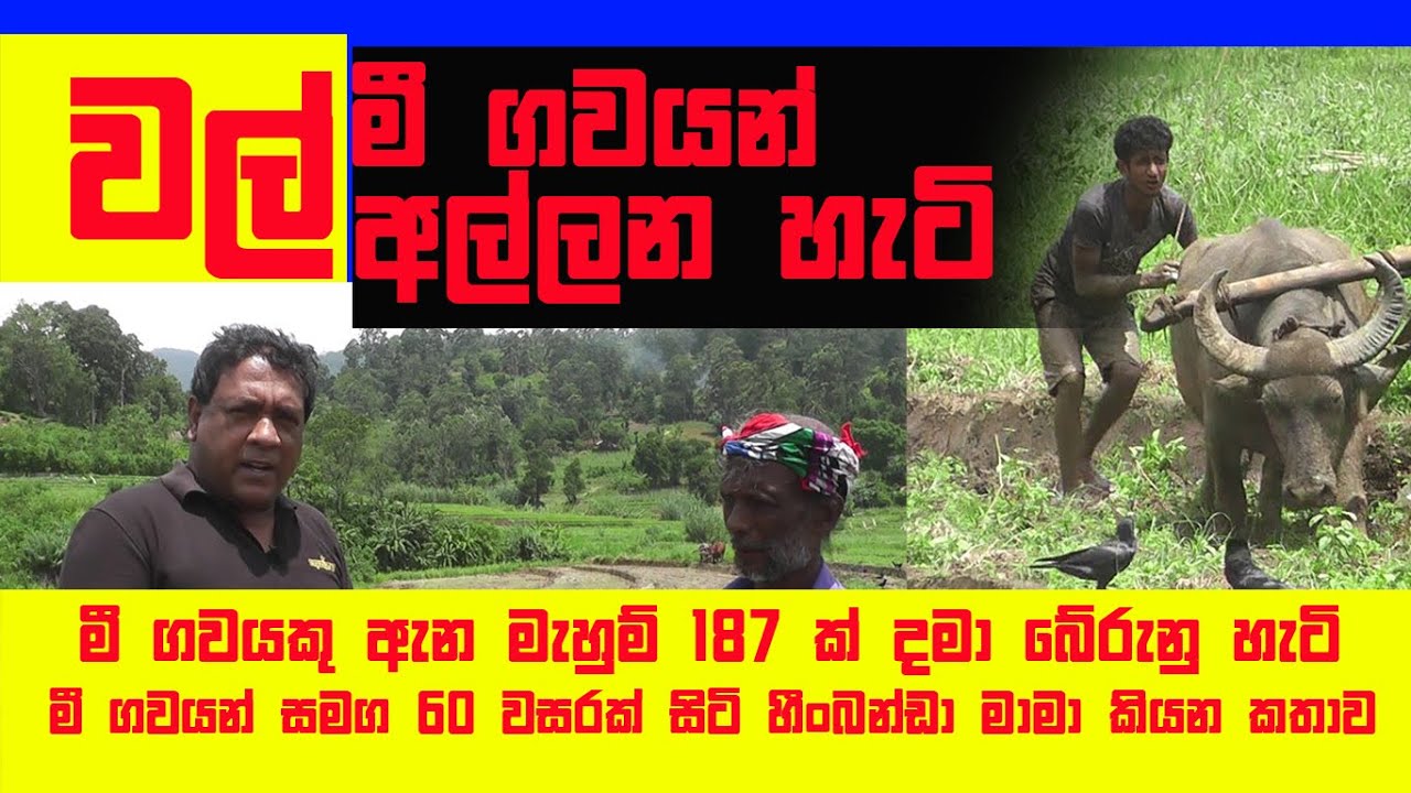 වල් මී ගවයන්  අල්ලන හැටි-මී ගවයකු ඇන මැහුම් 187 ක් දමා බේරුනු හැටි-මී ගවයන් සමග 60 වසරක්  Buffalo
