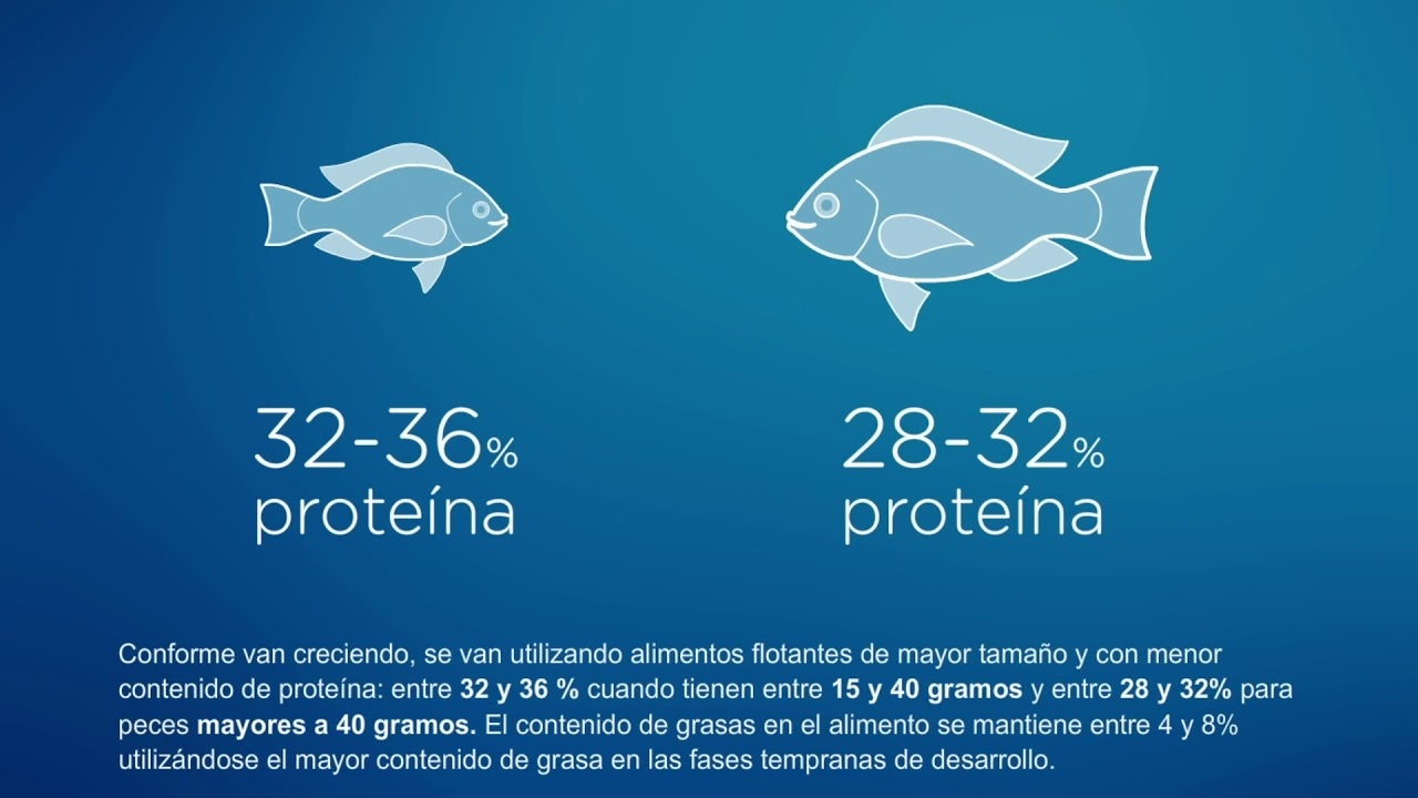 4 2 Requerimientos Nutricionales de las Tilapias