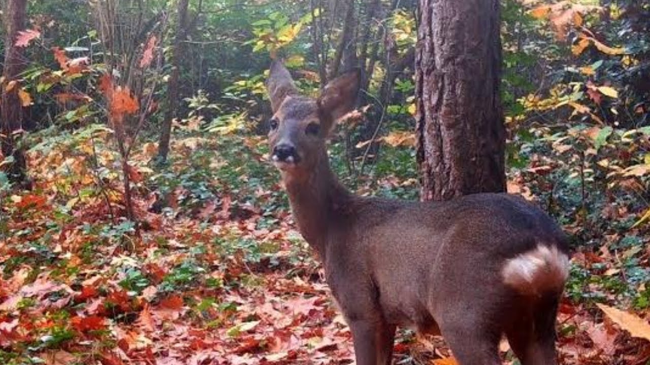 Animals in Autumn Forest / Relaxing Nature and Wildlife Video / Trail Camera Footage