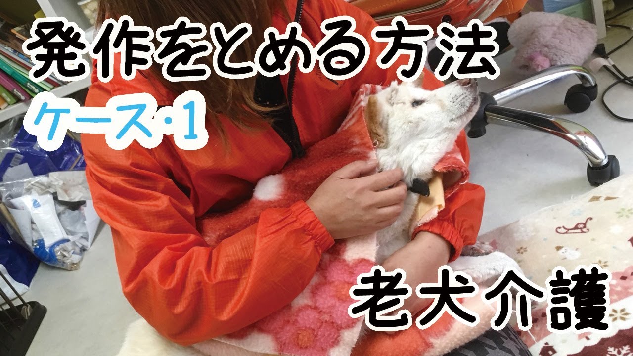 【老犬の発作を落ち着かせる方法】前庭疾患などで、一日中手足をバタバタする老犬。その子によって方法は異なりますが今回はケース1の場合。