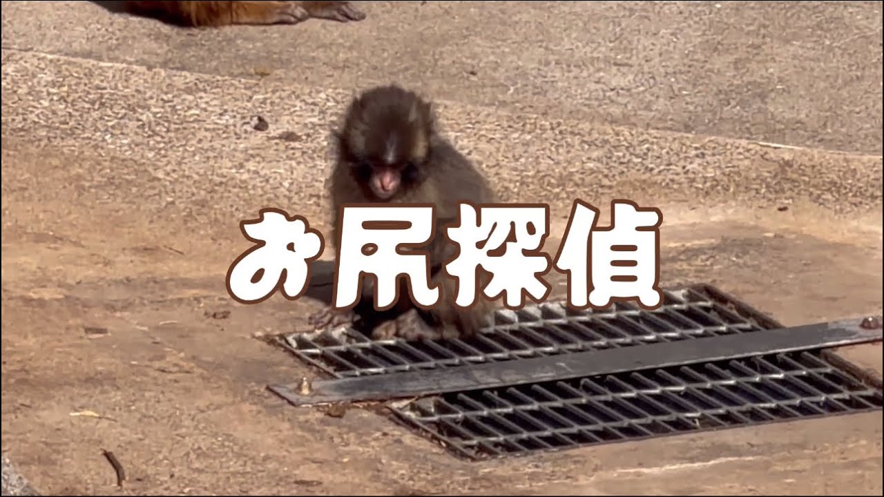匂いで学ぶ✍市川市動植物園の人工哺育のさるの赤ちゃん🐒パンチ