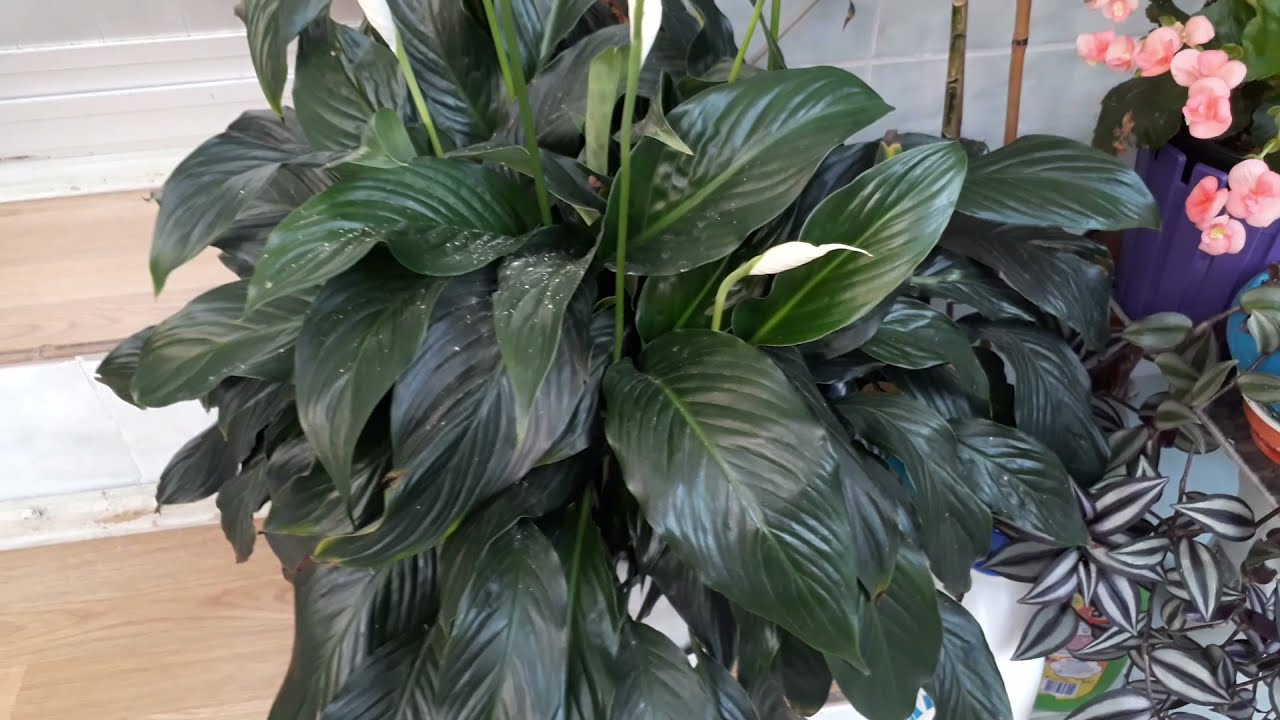 BARIŞ ÇİÇEĞİ BAKIMI VE ÇOĞALTILMASI SALON ÇİÇEKLERİ BAKIMI (spathiphyllum)